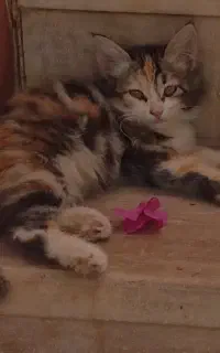 گربه