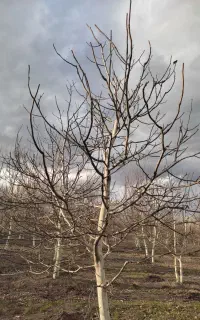 پیوند درختان گردو