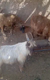 میش داشتی درجه یک