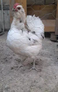 مرغ گلین معاوضه با جوجه بوقلمون