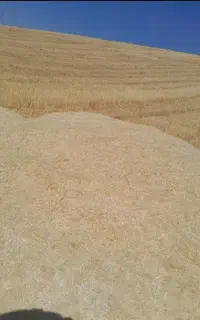 مقدار ۳ تن کاه گندم