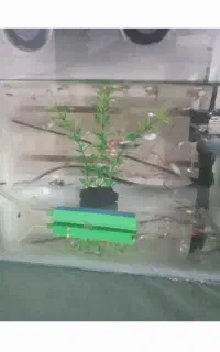 ماهی کوپی سالم