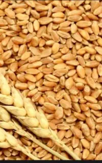 گندم پاک شده