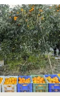 کارگر میوه چینی