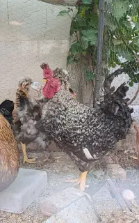 خروس خانگی درشت و جون
