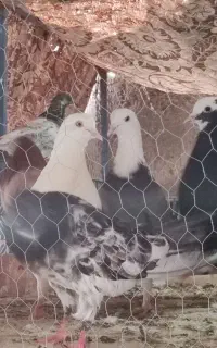 سرخ وکله ی شانزده