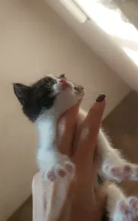 بچه گربه بی سرپرست