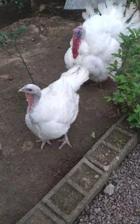 یک عدد بوقلمون بیوتی ماده