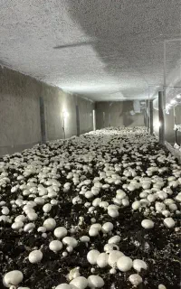 سالن کار آقا پرورش قارچ