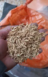 بذر برنج هاشمی