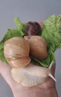 حلزون