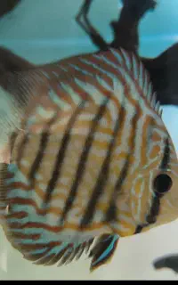گله دیسکس