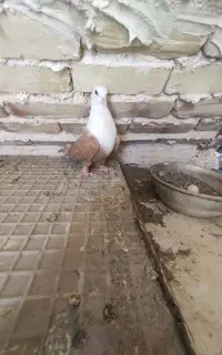 کلاغ زرد یا کله سفید