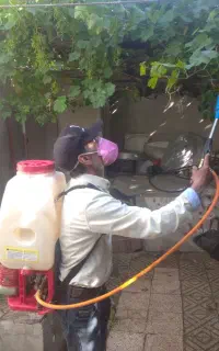 سمپاشی باغبانی سم پاشی گل درخت در تمام نقاط