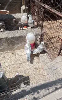 فروش کبوتر