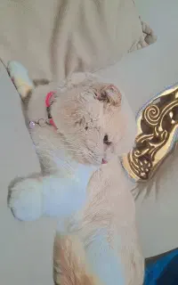 گربه ی نرنژادبریتیش برای جفت گیری
