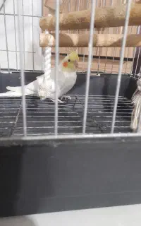 طوطی عروس نر تازه دون خور