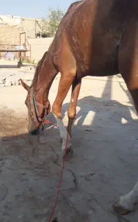 اسب ماده