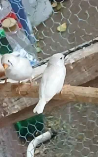 فنچ