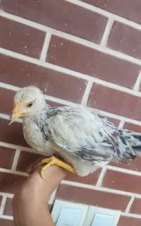 مرغ و جوجه