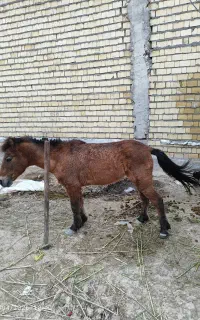 اسب فلابلا.پونی.