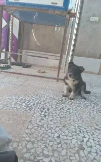 توله هاسکی و ژرمن