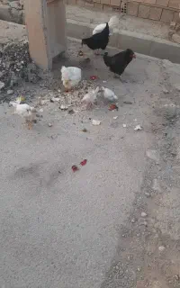 ۶تامرغ وجوجه