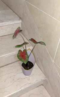 گل و گیاه طبیعی