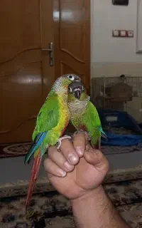 گرینچیک