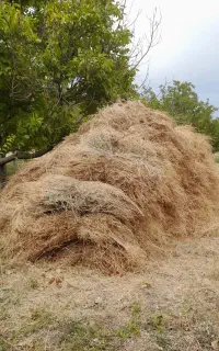 علوفه خوب برای گاو وگوسفند