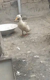 اردک نژاد دار