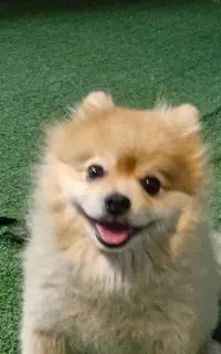 سگ پامر اورجینال جهت جفت