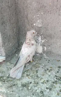 کفتر