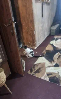 واگذاری بچه گربه