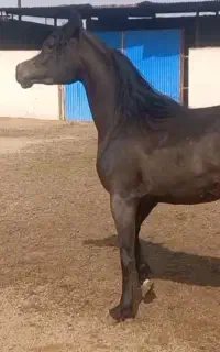 اسب سیلمی عرب دو سر وارداتی زیبایی جهت کشش