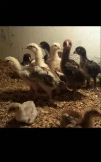 جوجه لاری مرغ خروس نصل