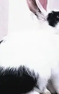 جفت گیری خرگوش