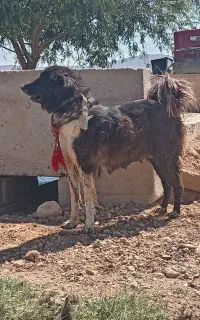 گوسفند سگ بره
