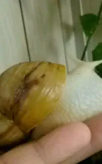 غذا و مکمل حلزون