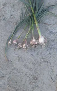 سیرمحلی