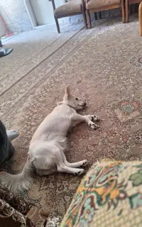 سگ اشپیتز