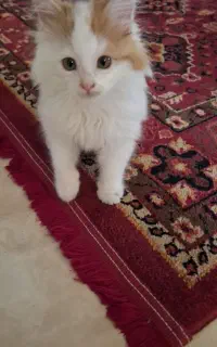 واگذاری بچه گربه