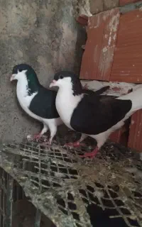 کبوتر ساده سیاه
