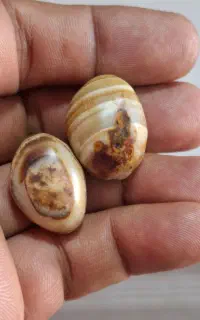 هبهاب سلیمانی عقیق