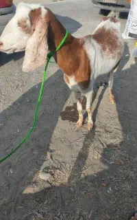 بز جوان