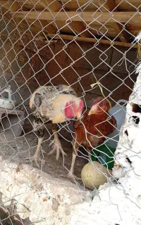 مرغ و خروس