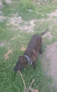 توله سگ افغان نر