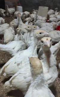 جوجه بوقلمون بیوتی ۶