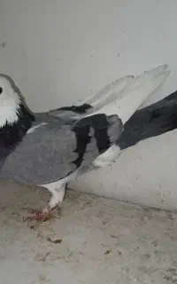 کبوتر ابلغ