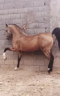 پانسیون/زیر قیمت/آموزش اسب/آموزش سوارکار/فروش اسب